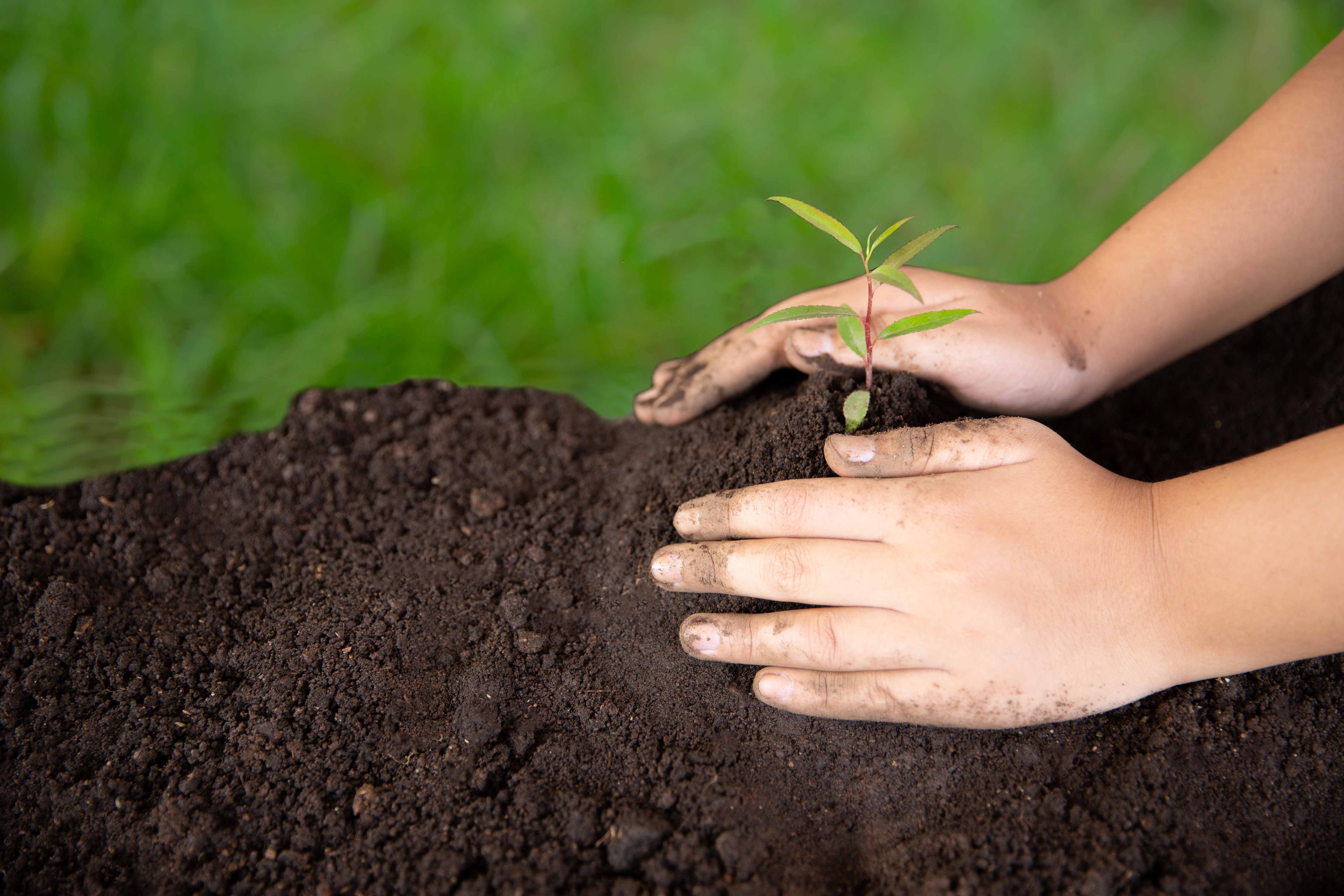 Des mains plantant une jeune pousse dans la terre